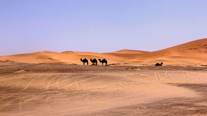 Excursions Désert Merzouga Pourquoi choisir une balade en dromadaire Merzouga ?
