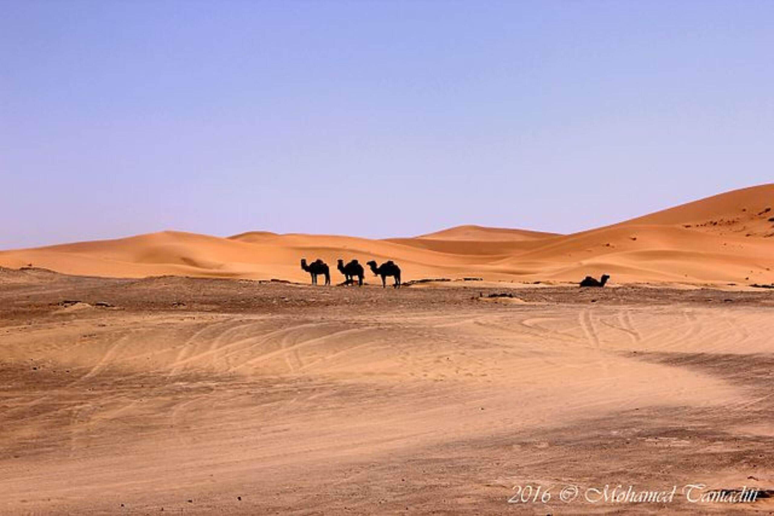 Pourquoi choisir une balade en dromadaire Merzouga ?