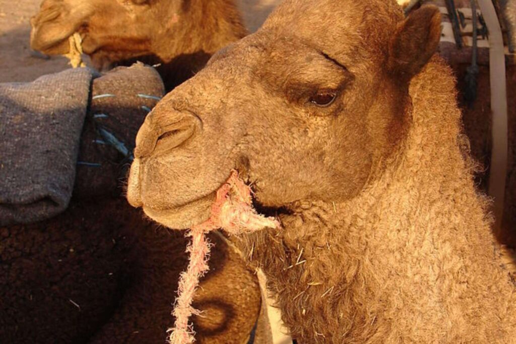 Activités Exceptionnelles à Merzouga