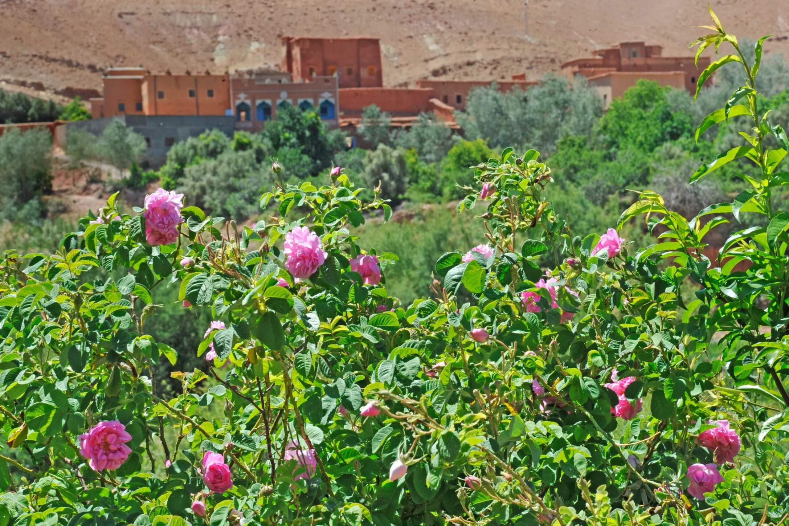 Cueillette traditionnelle des roses dans la vallée des roses